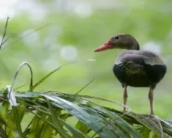 Dendrocygna autumnalis