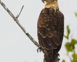 Milvago chimachima