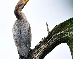 Phalacrocorax brasilianus