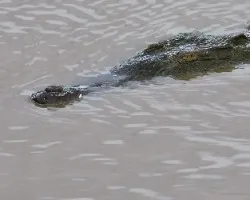 Crocodylus acutus