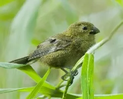 Sporophila corvina
