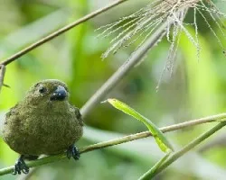 Sporophila corvina
