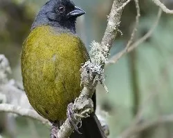 Pezopetes capitalis
