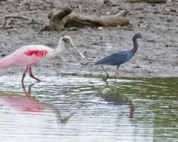 Platalea ajaja