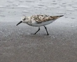 Calidris alba