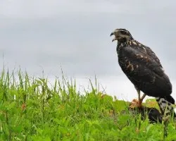 Buteogallus anthracinus