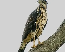 Buteogallus anthracinus