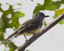 Myiarchus crinitus