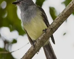 Myiarchus crinitus
