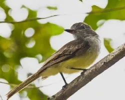Myiarchus crinitus