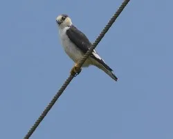 Gampsonyx swainsonii