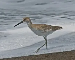 Tringa semipalmata