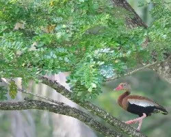 Dendrocygna autumnalis