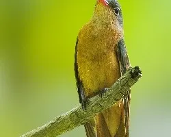 Amazilia rutila