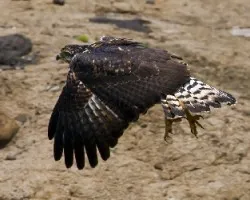 Buteogallus anthracinus