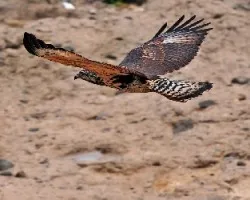 Buteogallus anthracinus