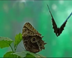 Vuelo batman