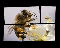 Abeja  nutriendose