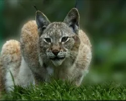 Lince en ataque