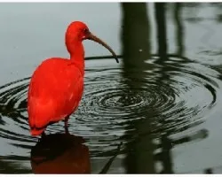 Eudocimus ruber