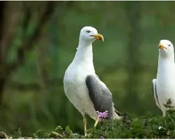 Larus argentatus