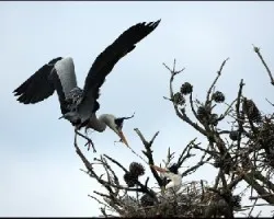 Ardea cinerea