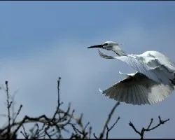 Ardea alba