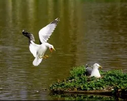 Larus argentatus