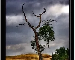 Arbol solitario