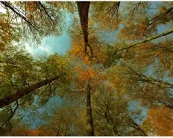 Arboles en otoño