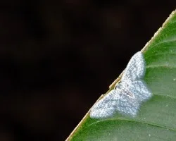 Mariposa4