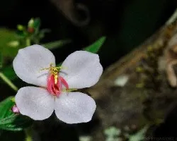 Heterocentron subtriplinervium 