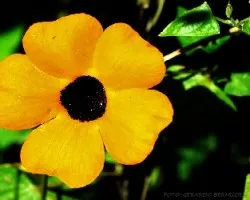 Thunbergia alata
