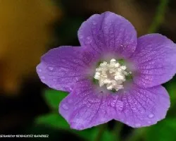 DOS FLORES