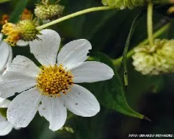 DOS FLORES