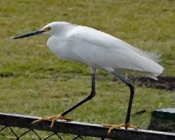 Egretta thula