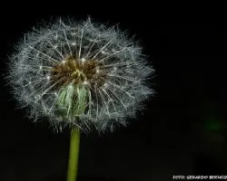 Taraxacum officinale