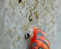 caracol