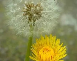 Taraxacum officinale
