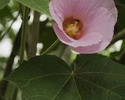 Hibiscus indicus