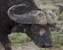 Animales de Africa