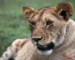 Animales de Africa