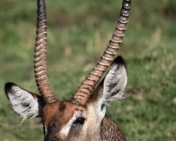 Animales de Africa