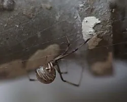 Araña