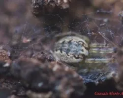 Otra araña