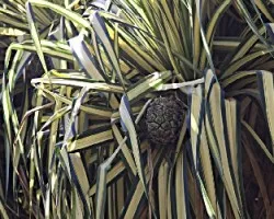 Pandanus sp