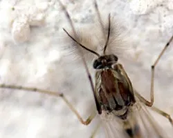 Culex sp.