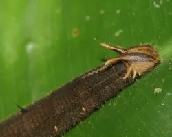 Gusano
