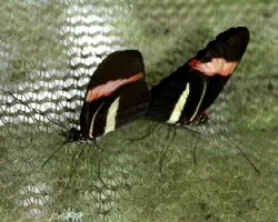 Mariposas