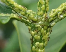 Hormigas y pulgones